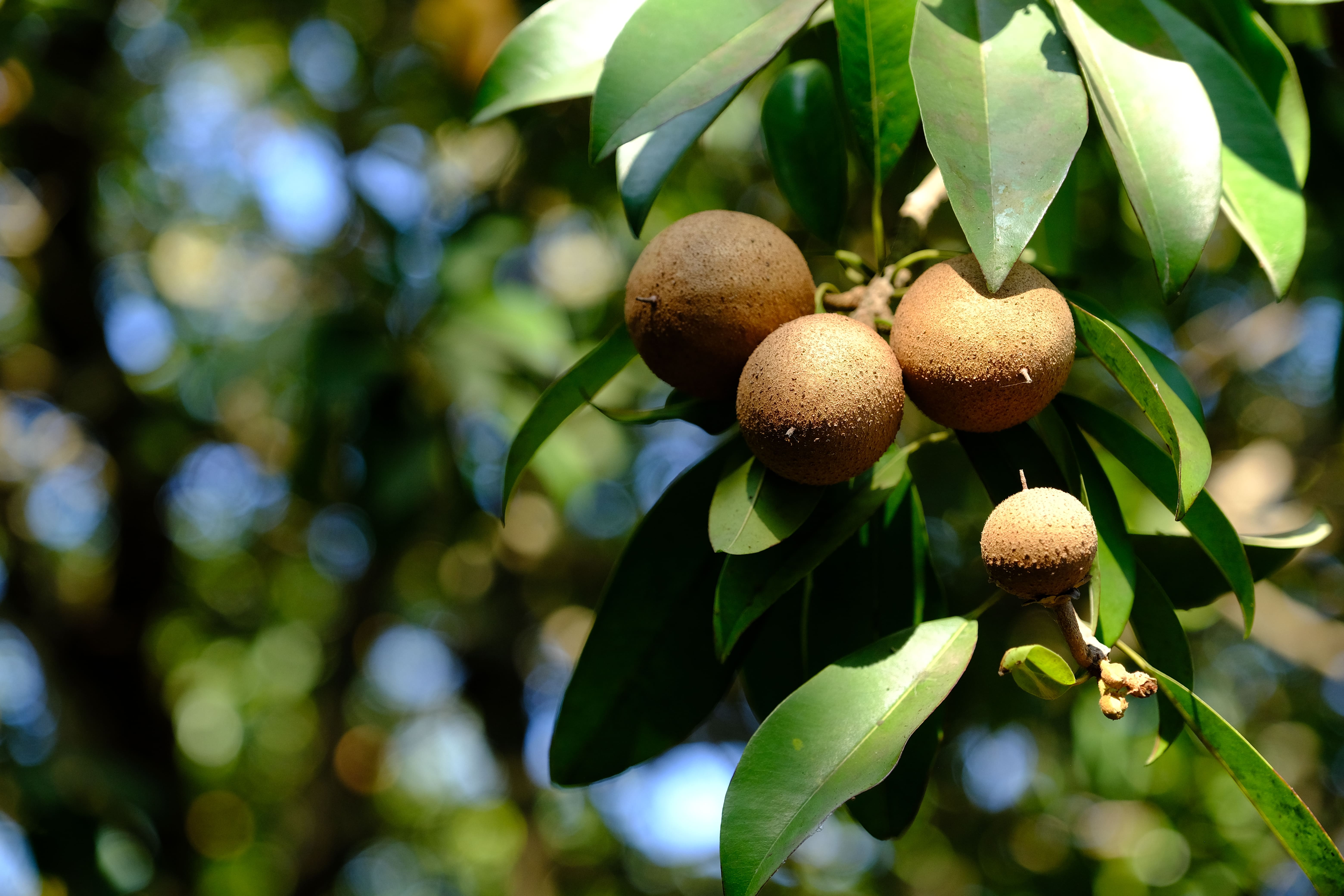 Dahanu Chikoo Orchards